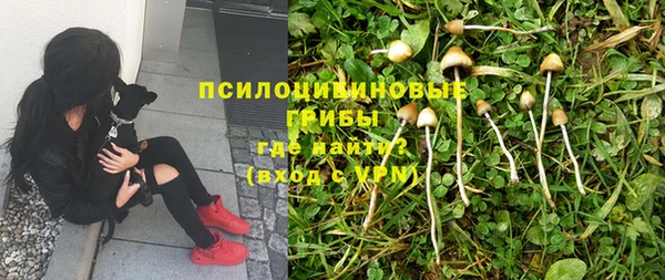 крисы Алзамай